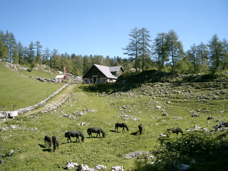 Moosangerlalm / Trattberg – Bild 4 von 16