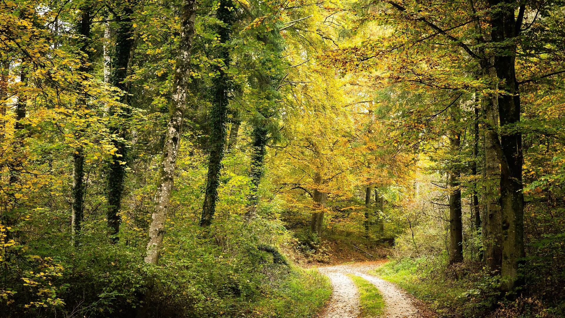 Herbstfarben im Wienerwald: Wandern vor der Haustuere