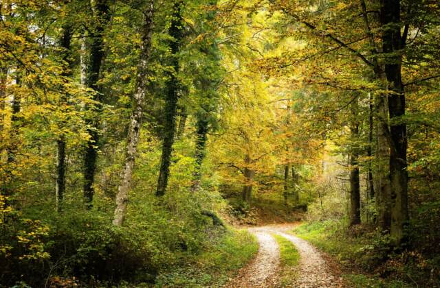 Herbstfarben im Wienerwald: Wandern vor der Haustuere