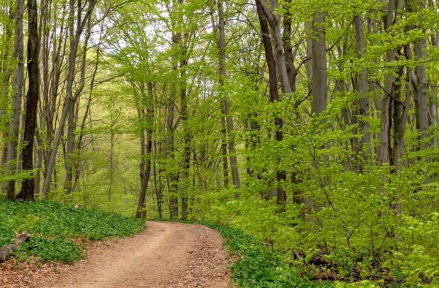 Wege im Wienerwald bei Wien