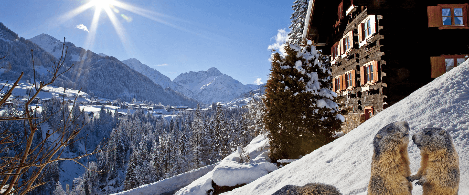 Sensation im Kleinwalsertal: Ein Murmeltier ohne Winterschlaf!