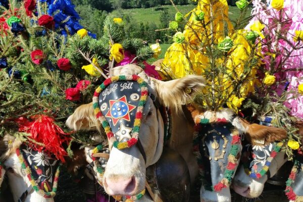 Almabtrieb in Tirol