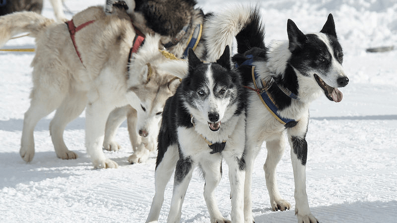 Mit pelzigen Freunden durch den Pulverschnee düsen
