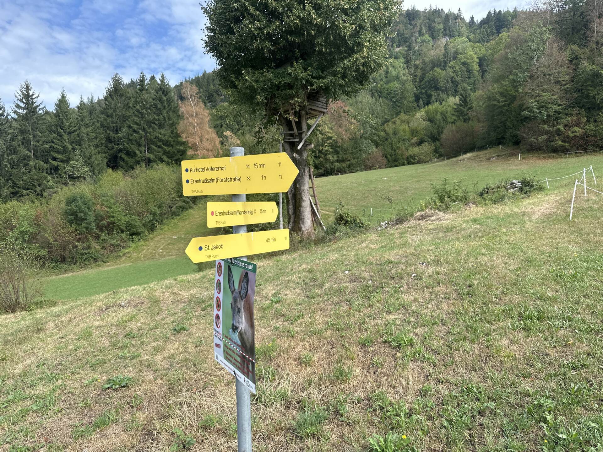 Gelbe Wegweiser auf der offenen Almwiese vor dem Untersberg