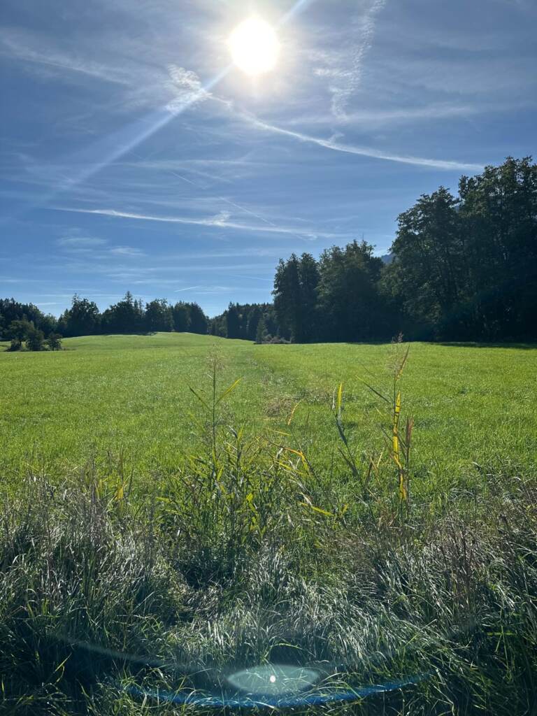 Sonnige Wiese am Radweg zwischen Salzburg und dem Berchtesgadener Land