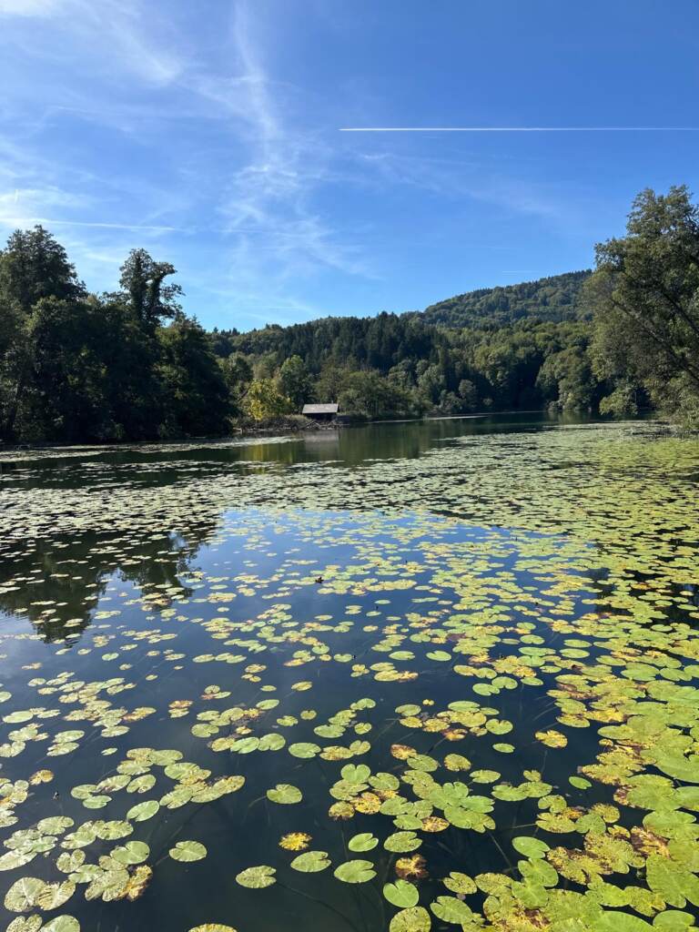 Seerosen am Ufer des Höglwörther Sees