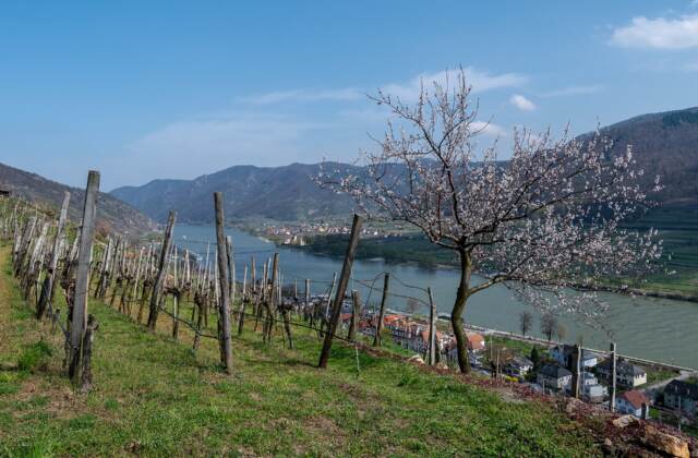 Frühling in Österreich – Die schönsten Ausflüge im April